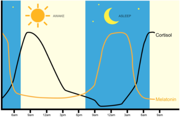 Cortisol rhythm